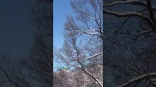 Зимний парк