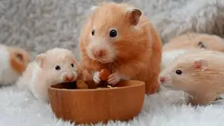 From Pinkies to Potatoes: A Baby Hamster's First 30 Days