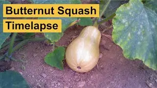 Butternut Squash Timelapse