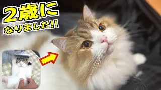 180万回再生された子猫が2歳になりました！！ちっちゃくてめんこかったコロタも今ではモフモフ怪獣です 笑
