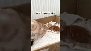 Annesine sarılan kuzucuk #catlover #momcat #shortvideo #youtubeshorts