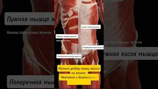 Мышцы пресса. 3D Анатомия. #anatomy