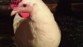 мой птичник и свежие яйца