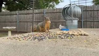 How to Feed Squirrels: Look at these Nuts!