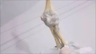 Articulatio cubiti (Dirsek eklemi) anatomisi