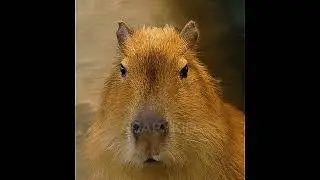 Capybara edit #shorts #edit #capybara #dog #cat
