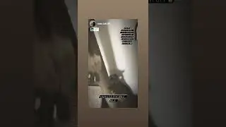 Бенгальчики из Ханты Мансийска и их новая Когтеточка 😻