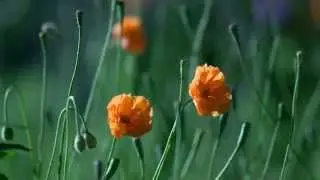 Te Traigo Estas Flores - Ramon Ayala