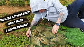 Fall bream bait on the Volga. The intricacies of catching bream in the fall. Night bream fishing....