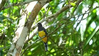 Black Headed Trogon, Trogon à tête noire