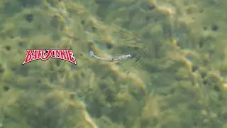 Daiwa BaitJunkie Minnow - BCF