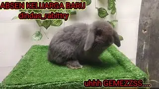 Absen keluarga baru saya.... Uh GEMESSSSS.....