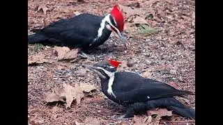 Today's cool Pileated Woodpecker