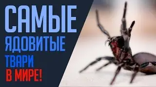 Самые ядовитые и опасные животные в мире
