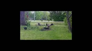 Wild Turkeys Visit the Homestead