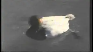 Chopin, Waltz in C-sharp minor Op. 64, No. 2 Ducks - Sesame Street