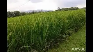 Coba main2 disawah