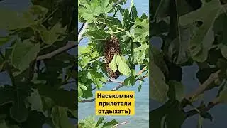 Турецкие жители #турция