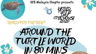 Around the Turtle World in 80 minutes
