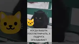 КОШКА ЖДЕТ ПОДРУГУ. СМОТРЕТЬ СО ЗВУКОМ!