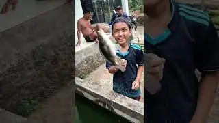 fais dapat ikan mujair mantap