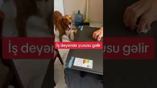 Paltaryuyan quraşdırılma