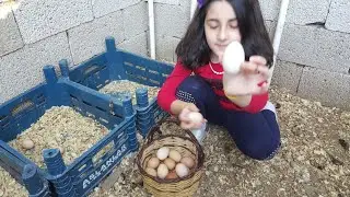 Chicken Egg Collecting
