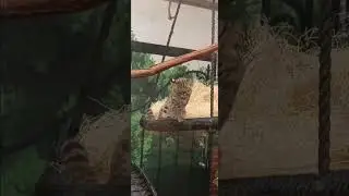 Geoffrey cat licking it's paws at the columbus zoo #animal #bringingthezootoyou #columbus zoo