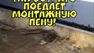 Смотреть всем! Поедает монтажную пену
