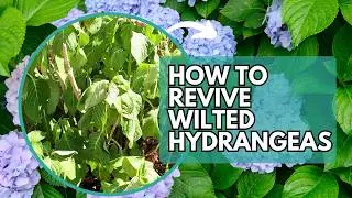 How to Revive Wilted Hydrangeas | Hydrangea | Hydrangea Care