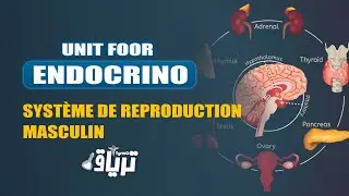 #2ème année TMC CAMP - Unité #endocrinologie : Appareil génital #masculin | By Reem