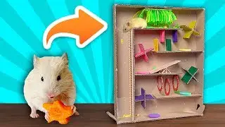 Carton maze for Hamsters 🐹