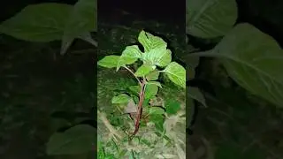 কি সুন্দর প্রাকৃতিক দৃশ্য, #RA_Rashid_Unlimited