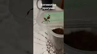 Богомол