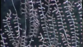 Lophelia II: DeSoto Canyon 583 YouTube 4
