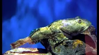 トゲカジカ　Great sculpin　Myoxocephalus polyacanthocephalus
