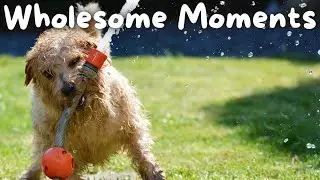 WHO Taught This DOG to DO THIS 🤣 | Wholesome Moments