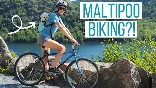 Exploring Acadia National Park with a Maltipoo :)