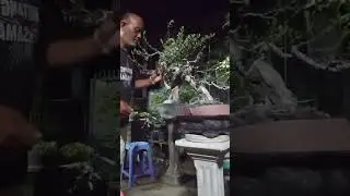 wiring santigi #bonsai #bonsaiinspirasi #bonsaitree #belajarbonsai #hobybonsai #bonsaiindonesia