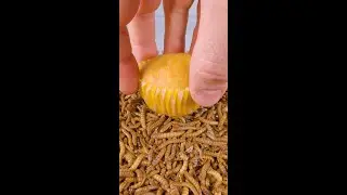 10 000 Mealworms vs MUFFIN