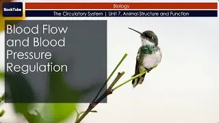 Blood Flow and Blood Pressure Regulation | The Circulatory System