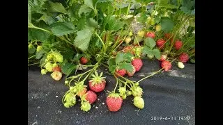 МАРА ДЕ БУА. Вкуснейший сорт нейтрального светового дня.