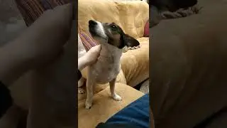 #собака #jackrussell
