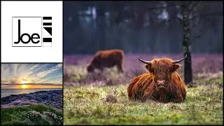 Joe Shoes | Cattle Collection