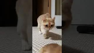 У кошки выпал котёнок)