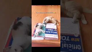 When two cats prepare for the TOEFL 😂😻 #funny #cat #animals #shorts #fyp