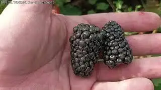 Ежевика Блек Джем