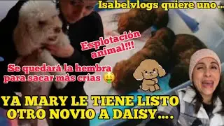 🐩YA ESTÁ LISTA DAISY PARA OTRO NOVIO❤️EXPLOTACIÓN Y AB*SO ANIMAL / LA MARYVLOGS SE QUEDA LA HEMBRA