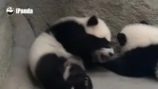 Baby panda can't stand up but still wanna fight