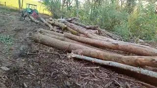 Ah Arthur tour de chantier #forestmen #bucheron #bucheron